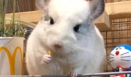 吃瓜娱乐龙猫,吃瓜娱乐中的治愈系萌宠传奇