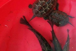有网友爆料黑鱼仔视频吗,黑鱼仔视频事件引发热议