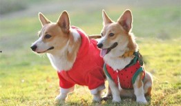 娱乐吃瓜酱柯基,柯基萌宠“娱乐吃瓜酱”的趣味生活大盘点