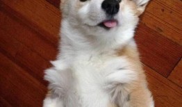 娱乐吃瓜酱柯基,柯基萌宠“娱乐吃瓜酱”的趣味生活大盘点