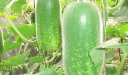 十大网红吃瓜博主排名,瓜界风云人物大盘点