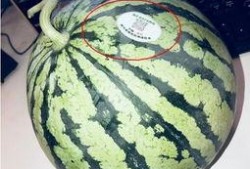 老挝网红吃瓜最新,揭秘当地美食文化新潮流