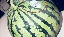 老挝网红吃瓜最新,揭秘当地美食文化新潮流