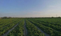 甘肃免费吃瓜详情,全民共享甜蜜时光