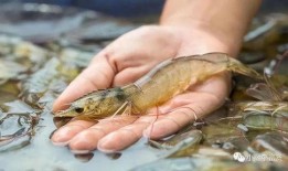 明虾养殖爆料怎么做视频,视频制作攻略全解析