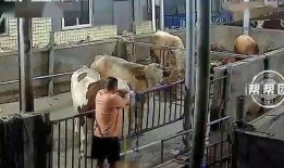 橙衣男子爆料视频播放全集,事件真相与幕后黑幕大起底