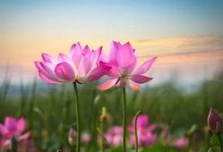 莲花一生最新爆料消息,最新爆料背后的惊人真相