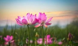 莲花一生最新爆料消息,最新爆料背后的惊人真相