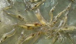 明虾养殖爆料怎么做视频,视频制作攻略全解析