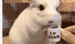 吃瓜娱乐龙猫,吃瓜娱乐中的治愈系萌宠传奇