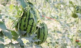 济南吃瓜网红地,一网打尽地道美食与市井风情