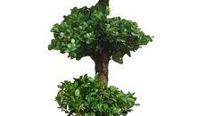 摇钱树电影在线观看,财富密码大揭秘