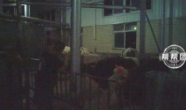 橙衣男子爆料视频播放全集,事件真相与幕后黑幕大起底